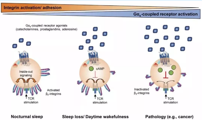 睡眠不足，你的免疫細胞可能先撐不住了！