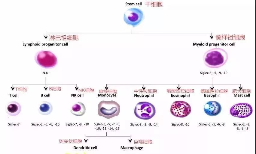 NK細胞：強大的抗癌前鋒！